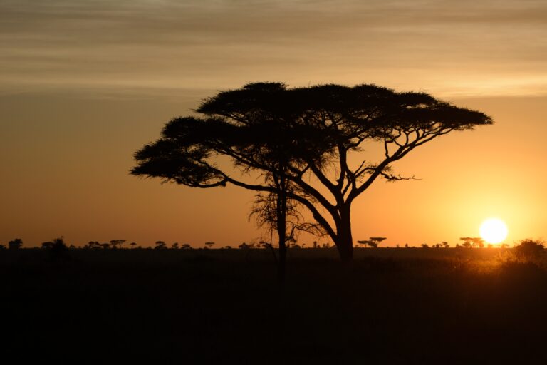 TANZANIA: AND THE SAFARI CONTINUES