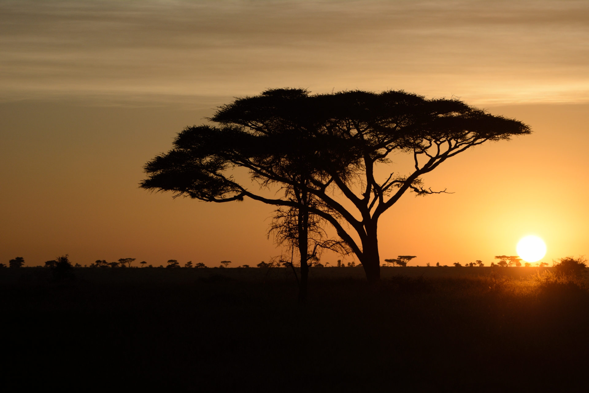 TANZANIA: AND THE SAFARI CONTINUES