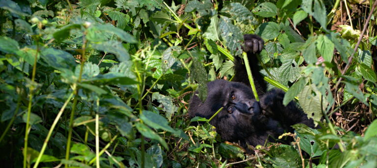 UGANDA: FROM KAMPALA TO THE JUNGLE