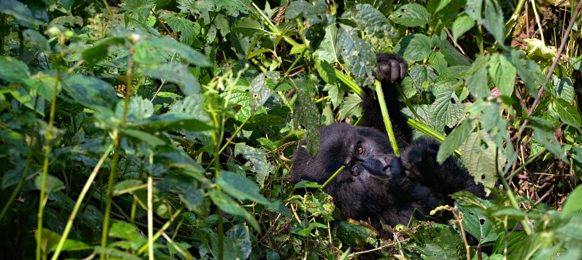 UGANDA: FROM KAMPALA TO THE JUNGLE